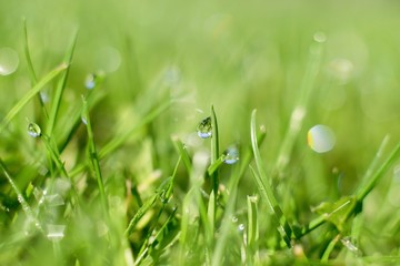 Droplets of morning dew in the fresh green grass, morning  blurred light