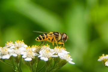 hover fly in flowers