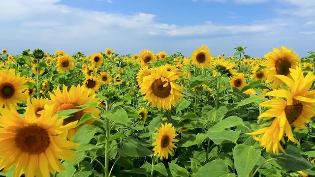 A field of Sunflowers blowing in the wind at Rhossili on the Gower peninsula of South Wales
