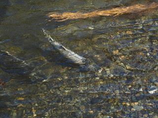 Salmon run
