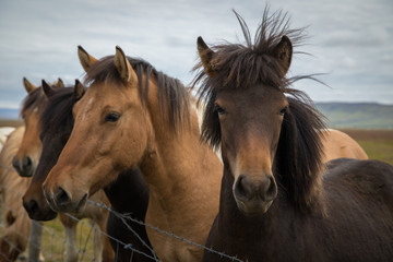 Fototapeta na wymiar Icelandic horses close up