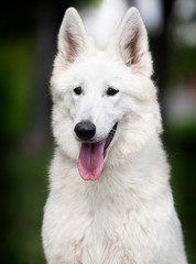 Obraz premium white swiss shepherd dog teenager on grass