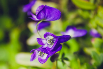Beautiful summer flowers on a garden flowerbed close-up shot on a bright summer sunny day.