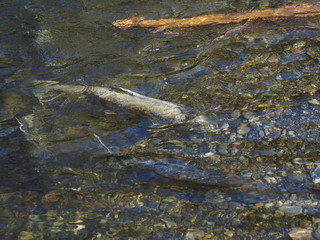 Salmon run