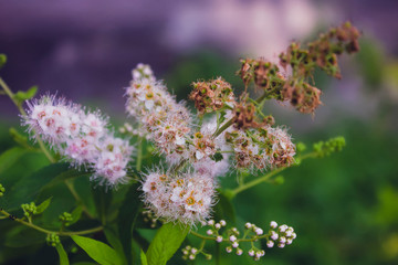 Beautiful summer flowers on a garden flowerbed close-up shot on a bright summer sunny day.