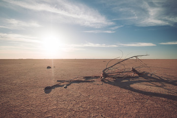 dead branch in desert at sunset