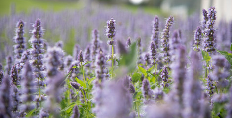flowers in field