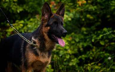 German shepherd puppy looks on the grass