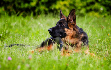 German shepherd puppy looks on the grass