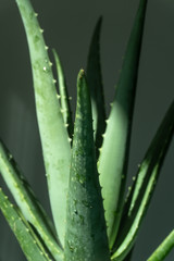 Aloe vera is tropical green plants tolerate hot weather. A close up of green leaves, aloe vera.