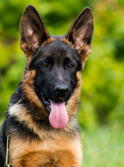 German shepherd puppy looks on the grass