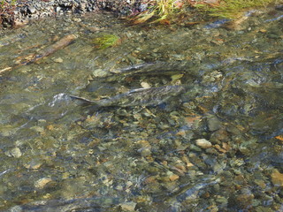 Salmon run