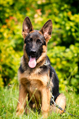 German shepherd puppy looks on the grass