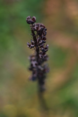 Pequeña flor morada en medio del bsque