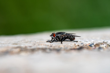 A close up macro photo of a fly