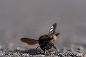 A close up macro photo of a bee