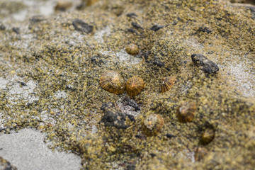 Lapas en una piedra en la playa