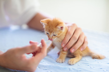 Kitten at vet clinic. Cat vaccination at doctor.