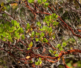 branch of seabuckthorn