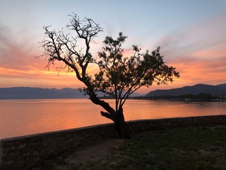 alter Baum am See bei Sonnenuntergang