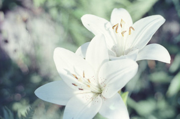 Fototapeta na wymiar white calla lily of the valley