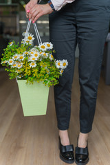 The bouquet of chamomile in paper green backet in women hands. Office decoration concept.