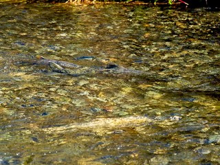 Salmon run