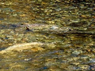 Salmon run