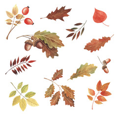 Hand painted watercolor illustration. Set beautiful red and yellow autumn leaves and berries.