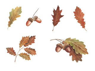 Hand painted watercolor illustration. Set beautiful red and yellow autumn leaves and berries.