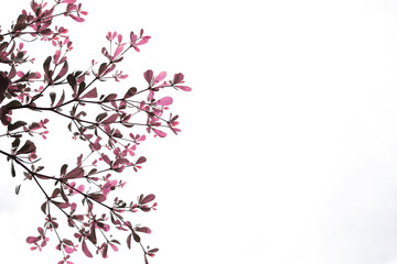 Pink leaves that stand out as the background.