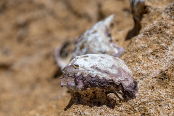 Mussel anchored to rock in intertidal zone on Australian coast