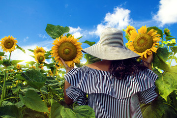 Young woman walking in the field with sunflowers. woman with long hair, back view. The concept of freedom.Sunflower background.