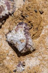 Mussel living in intertidal zone on Australian coast