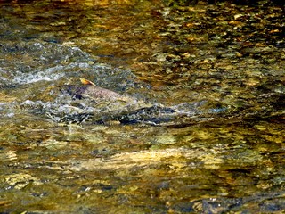 Salmon run