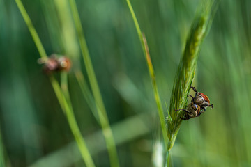 Bugs in the field of wheat
