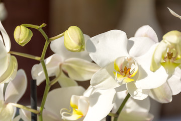 Naklejka na ściany i meble Close Up of Orchid Flower for Decoration of Wedding Day