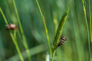 Bugs in the field of wheat