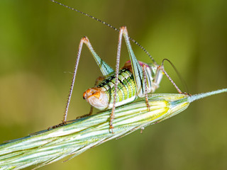Bugs in the field of wheat