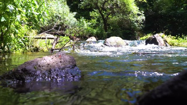 Mysterious mountainous jungle with trees bent over a rapid stream with rapids. Magical landscape of rainforest and river with rocks. . Georgia, Dashbashi.