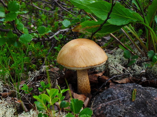 View of Leccinum holopus, commonly known as the white birch bolete, white bog bolete, or ghost bolete, in the summer forest. Nature, food, outdoors and mushroom picking concept.