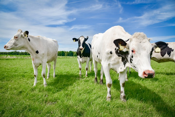 Rinder auf einer Sommerwiese