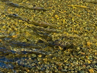 Salmon run