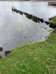 river in forest