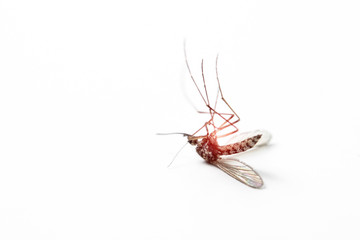 dead mosquito on white isolated background