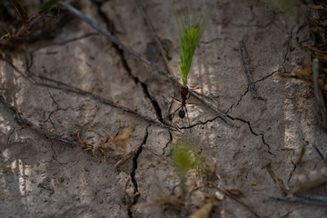 Bugs in the field of wheat
