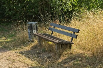 wooden bench in the green