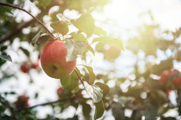Apple tree with apples, organic natural fruits in a garden, harvest concept