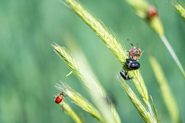 Bugs in the field of wheat
