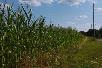 Fototapeta premium cornfield with cloudy sky above